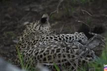 Chuẩn bị ăn thịt con mồi, báo hoa mai hoảng hốt bỏ chạy khi điều này ập đến