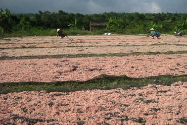 Mùa ruốc ở Sông Cầu