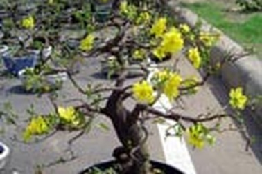 Pacific Airlines sẽ chuyển Mai, Đào cho hành khách