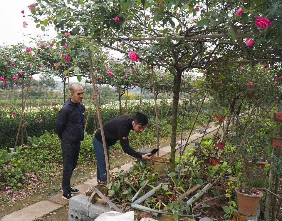 Chiêm ngưỡng gốc hồng cao tuổi giá 70 triệu đồng ở làng hoa Phù Vân - 10 Chiêm ngưỡng gốc hồng cao tuổi giá 70 triệu đồng ở làng hoa Phù Vân - 10