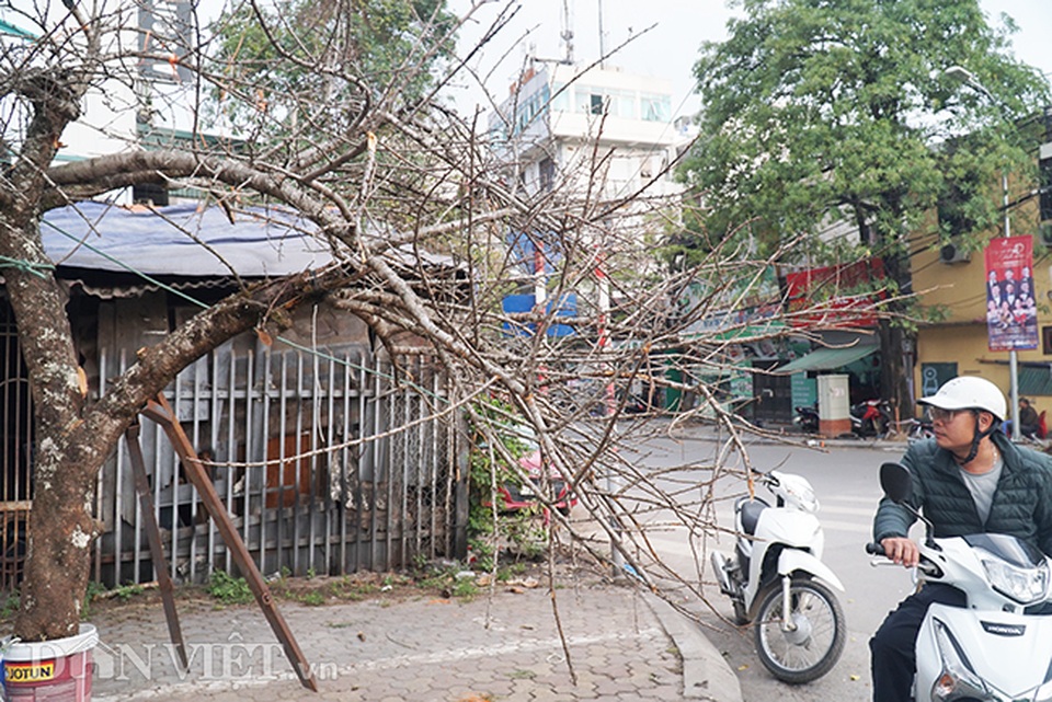 Cành đào rừng 10 năm tuổi được rao bán 200 triệu đồng ở Hà Nội - 4 Cành đào rừng 10 năm tuổi được rao bán 200 triệu đồng ở Hà Nội - 4