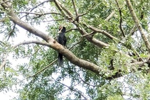 Hàng trăm con chim cổ rắn quý hiếm bất ngờ kéo về trú ngụ tại khu du lịch