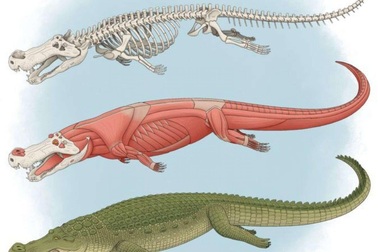 Phát hiện hóa thạch loài cá sấu cổ đại kì dị hoàn toàn mới