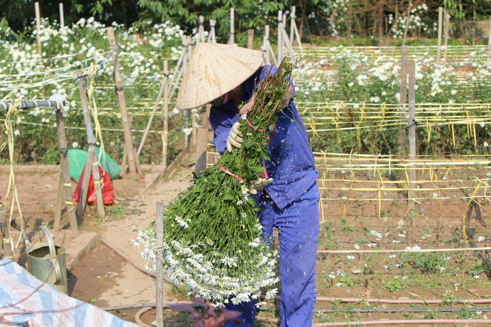 Cúc họa mi bung nở đón đông, rợp đường Hà Nội - 7 Cúc họa mi bung nở đón đông, rợp đường Hà Nội - 7