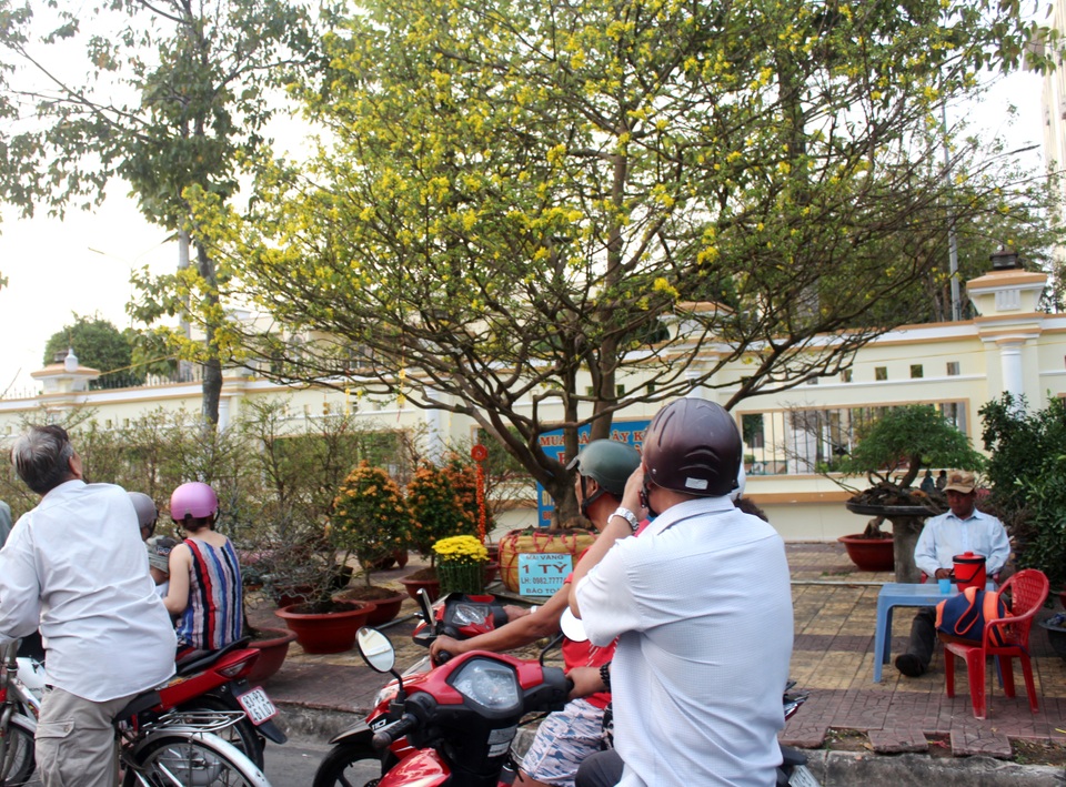 “Lão” mai vàng 90 năm tuổi được rao bán 1 tỷ đồng ở xứ “Công tử Bạc Liêu” - 7 “Lão” mai vàng 90 năm tuổi được rao bán 1 tỷ đồng ở xứ “Công tử Bạc Liêu” - 7
