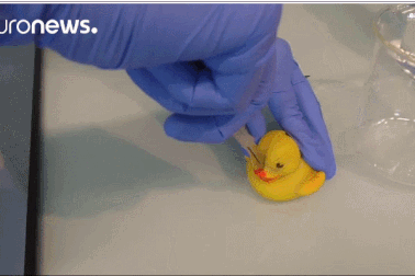 Hiểm họa ẩn dấu trong đồ chơi vịt cao su