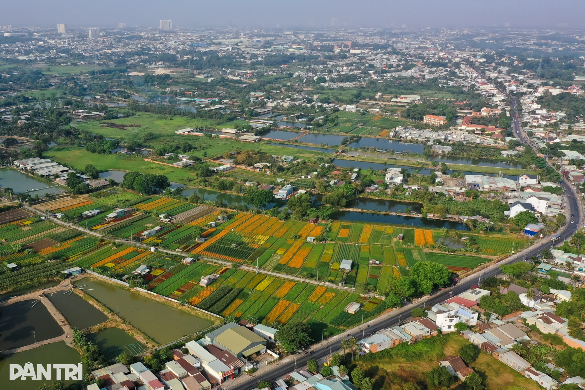 Thủ phủ hoa lớn nhất Bình Dương tất bật ngày giáp Tết - 2 Thủ phủ hoa lớn nhất Bình Dương tất bật ngày giáp Tết - 2
