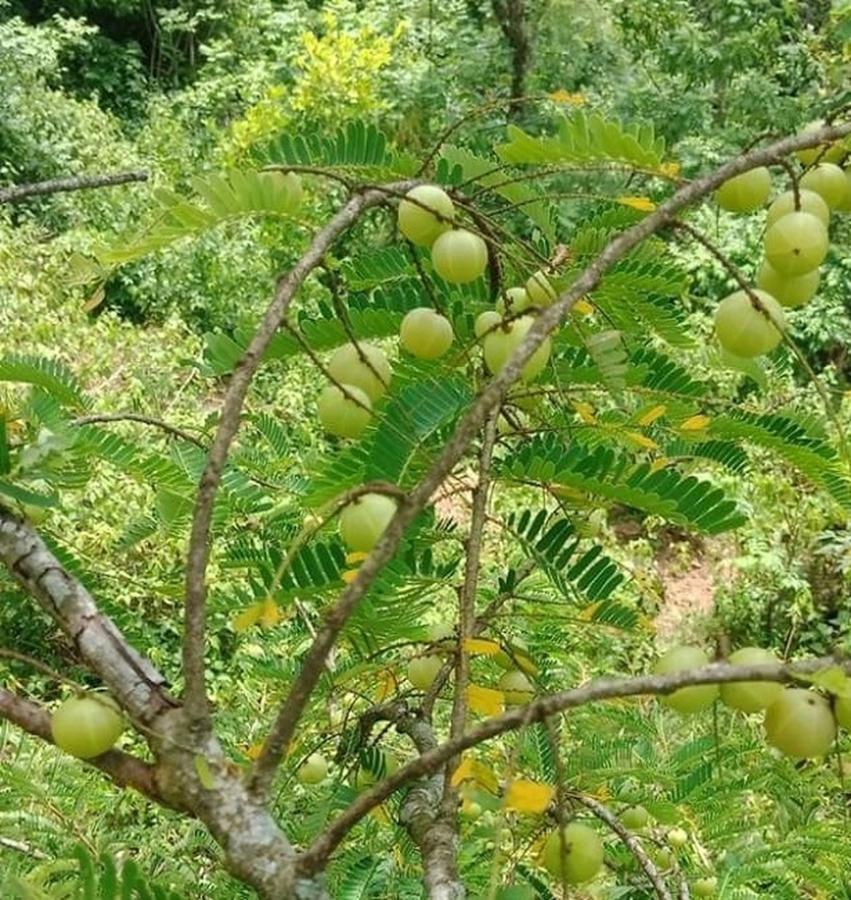 Quả “khổ trước sướng sau” mọc hoang đầy rừng, giờ “lên đời” có giá nửa triệu đồng/kg - 1 Quả “khổ trước sướng sau” mọc hoang đầy rừng, giờ “lên đời” có giá nửa triệu đồng/kg - 1