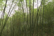 Đồng bào dân tộc thiểu số thoát nghèo nhờ cây luồng