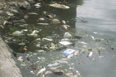 Cá chết hàng loạt gây ô nhiễm nặng hồ Văn Quán