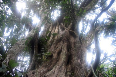 Hoàn thành thẩm định hồ sơ di sản lần hai của Phong Nha - Kẻ bàng