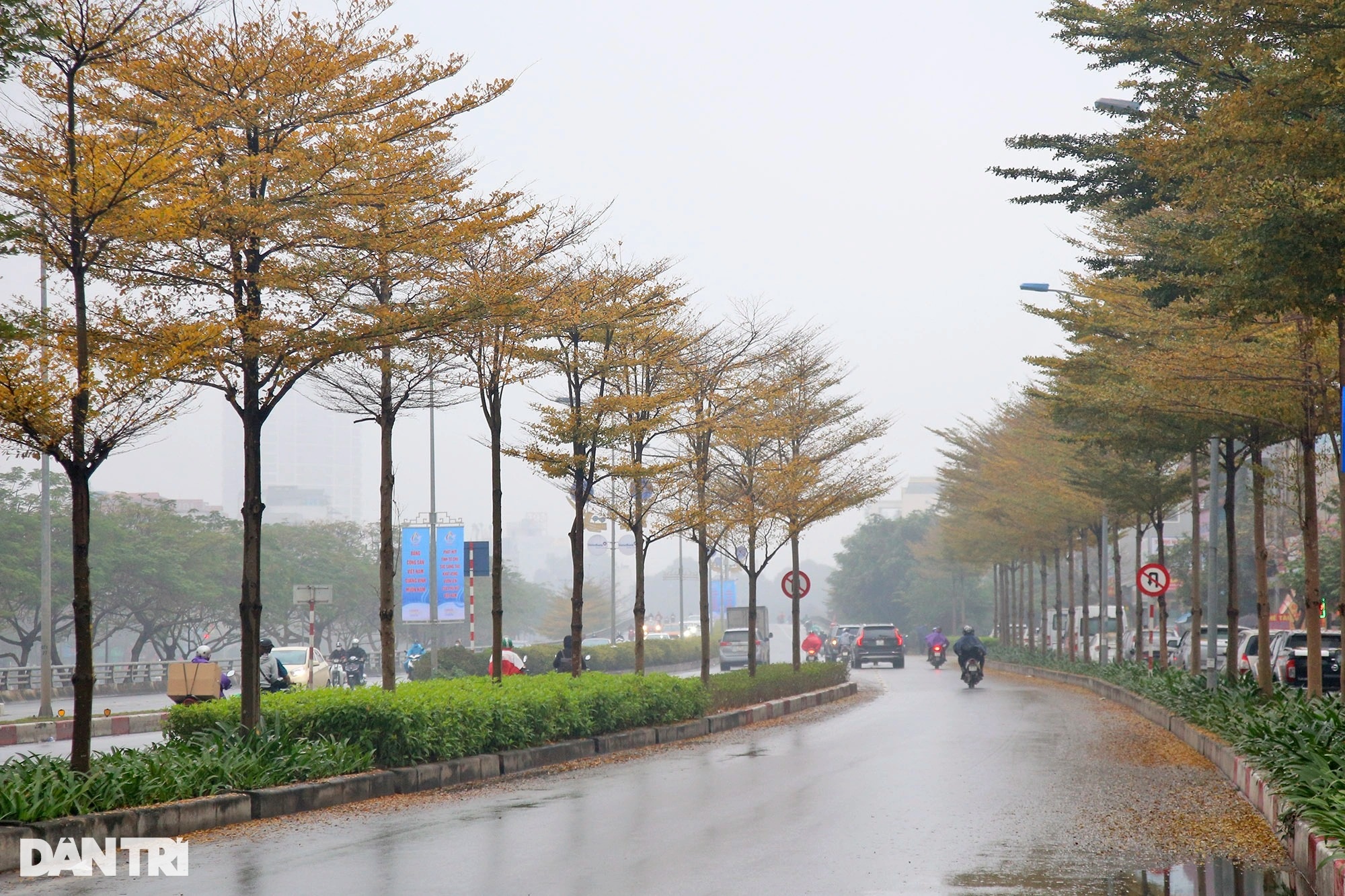 Đẹp ngỡ ngàng những hàng cây bàng lá nhỏ nhuộm vàng đường phố Hà Nội - 2 Đẹp ngỡ ngàng những hàng cây bàng lá nhỏ nhuộm vàng đường phố Hà Nội - 2