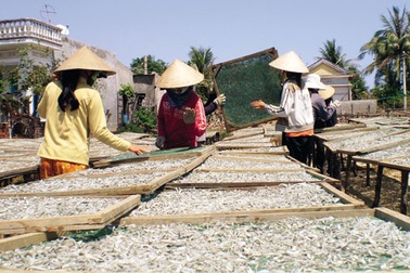 Thương nhân Trung Quốc lại "tung chiêu" gom mua cá cơm