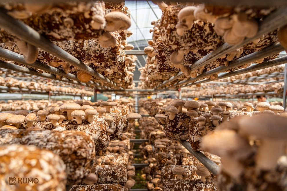 Những lợi ích bất ngờ của nấm hương đối với sức khỏe - 2 Những lợi ích bất ngờ của nấm hương đối với sức khỏe - 2