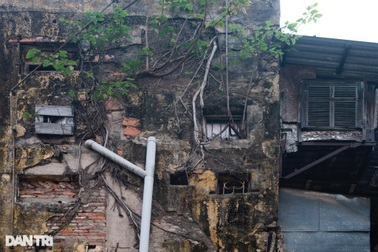 Sở Xây dựng Hà Nội lên tiếng về khu tập thể xập xệ, cây sống xuyên tường