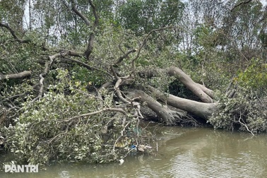 “Lá phổi xanh” giữa đầm Thị Nại xơ xác sau bão Kalmaegi