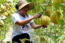 Hà Tĩnh: Ngỡ ngàng vườn dưa lưới công nghệ cao ngay giữa lòng nội đô