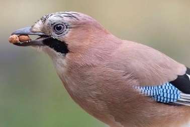 Loài chim đã tiến hóa bộ não lớn như thế nào?