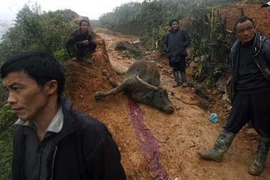 Sa Pa 0 độ C, trâu bò chết rét hàng loạt