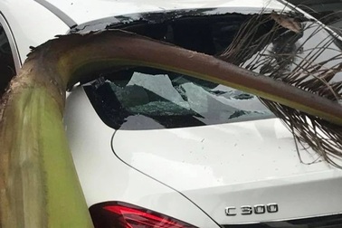 Cây trồng trên dải phân cách gây nguy hiểm: Đừng phủi trách nhiệm