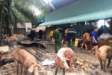 6 xe cứu hỏa cùng hàng chục cảnh sát chữa cháy trại nuôi heo