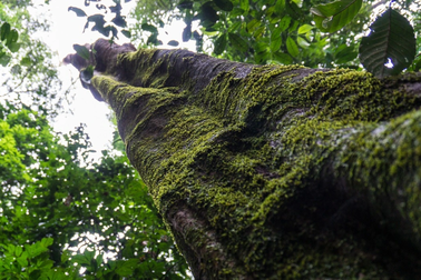 Cây cao nhất trong rừng mưa nhiệt đới, cao tương đương tòa nhà 25 tầng