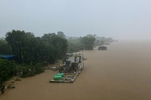 Nước sông Hồng lên cao, cô lập bãi giữa, ngập trắng hoa màu