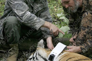 Chùm ảnh: Putin “cứu” loài hổ quý