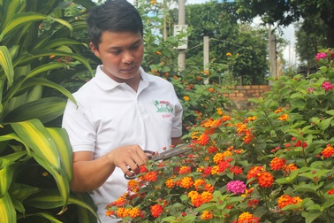 Nông dân "biến" cây hoa dại thành bonsai ngũ sắc tiền triệu