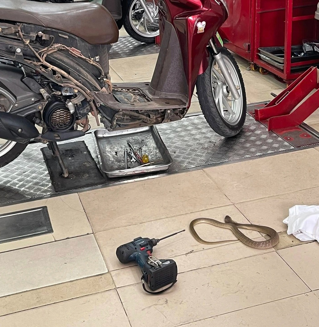 Xôn xao hình ảnh rắn chui vào xe máy, phun nọc độc vào thợ sửa xe ở TPHCM - 1 Xôn xao hình ảnh rắn chui vào xe máy, phun nọc độc vào thợ sửa xe ở TPHCM - 1