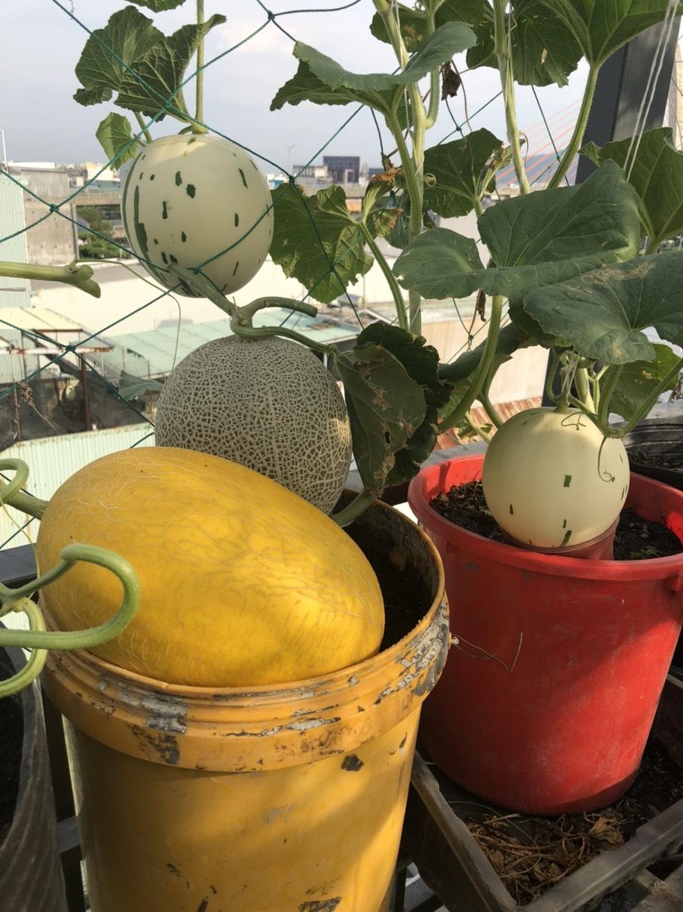 Cặm cụi vác đất lên tầng 5, mẹ đảm Đà Nẵng có vườn rau trái 100m2 - 8