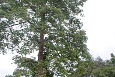 Về làng... "cây có ma"