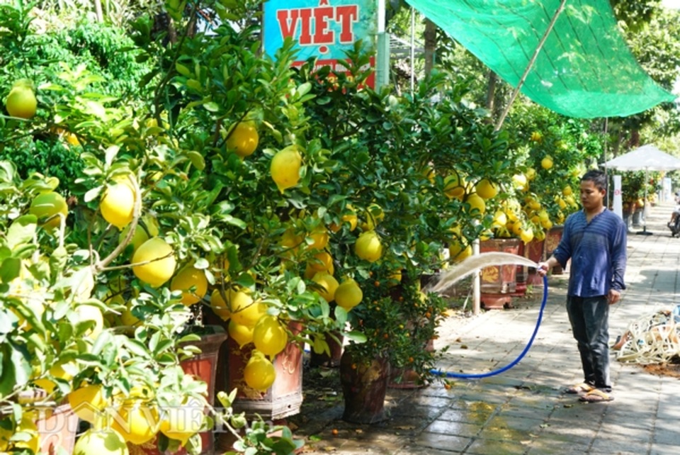 Bưởi Diễn Tết đổ bộ Sài thành, 70 triệu/cây khách vẫn xuống tiền - 10 Bưởi Diễn Tết đổ bộ Sài thành, 70 triệu/cây khách vẫn xuống tiền - 10