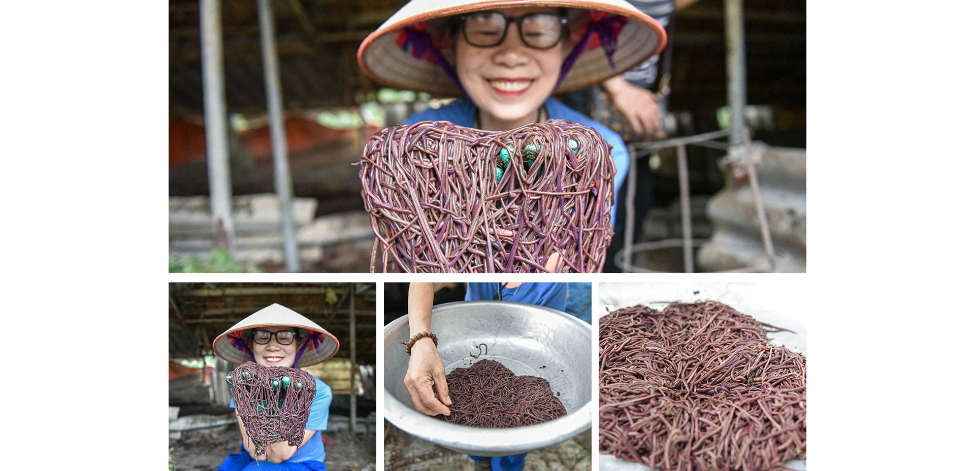 Cho lợn nghe nhạc, nuôi giun làm thực phẩm người phụ nữ thu nhập tiền tỷ - 8 Cho lợn nghe nhạc, nuôi giun làm thực phẩm người phụ nữ thu nhập tiền tỷ - 8