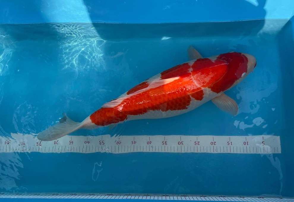 Bỏ nghề kỹ sư về quê đào ao nuôi cá, 9x Hải Phòng kiếm tiền tỷ đều tay - 5