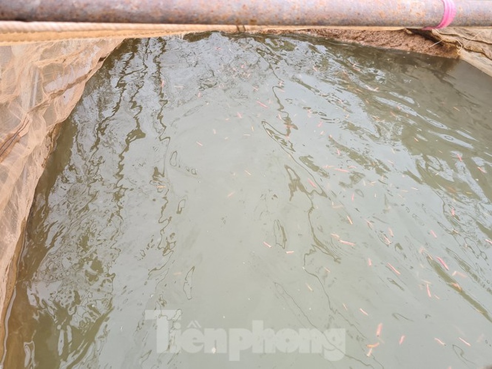 Nông dân Hải Phòng thấp thỏm lo rươi mất mùa - 5