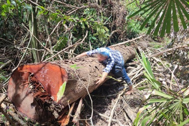 Rừng bị "xẻ thịt", 2 nhân viên bảo vệ rừng bị bắt