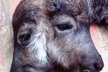 Thanh Hóa: Trâu đẻ ra nghé 2 đầu