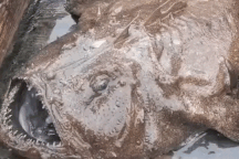 Loại cá nhìn như "quái vật" cực độc nhưng là đặc sản giá 2-3 triệu đồng/kg