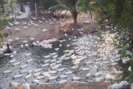 TPHCM: “Ém” ổ dịch cúm A/H5N1 trên đàn gia cầm?