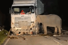 Voi mẹ đau buồn đứng cạnh xác con bị xe tải tông chết, quyết không rời