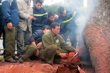 Hà Nội: Hai xe chữa cháy cứu một... gốc xà cừ