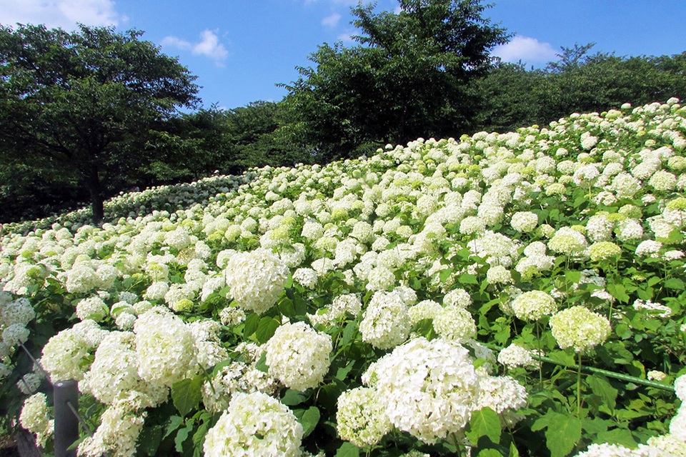 Những vườn hoa cẩm tú cầu đẹp như tranh vẽ gần Thủ đô Tokyo - 10 Những vườn hoa cẩm tú cầu đẹp như tranh vẽ gần Thủ đô Tokyo - 10
