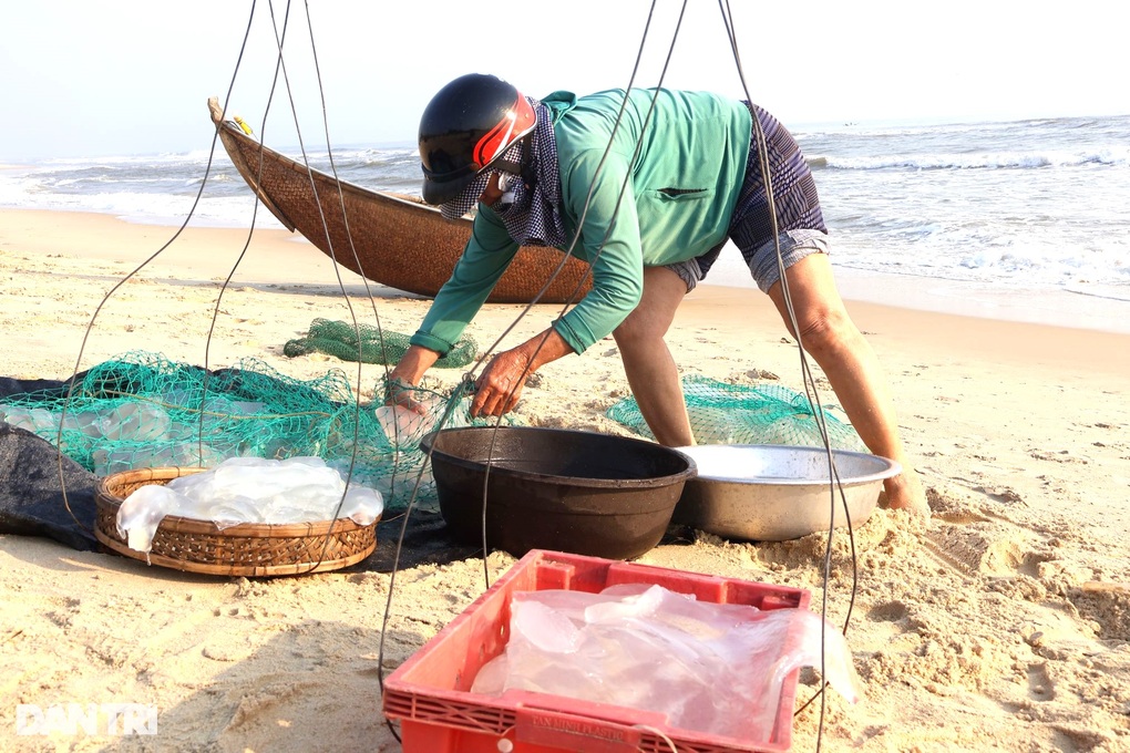 Bắt loài hải sản trong như pha lê, thỏa tay gom tiền triệu - 1