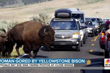 Mon men chụp ảnh cùng bò rừng, du khách lớn tuổi bị húc bay người