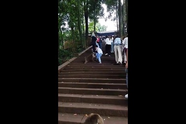 Bé trai bị đàn khỉ bao vây và tấn công