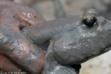"Săn" loài cá kỳ lạ nhất hành tinh: Vừa biết lặn vừa biết leo cây