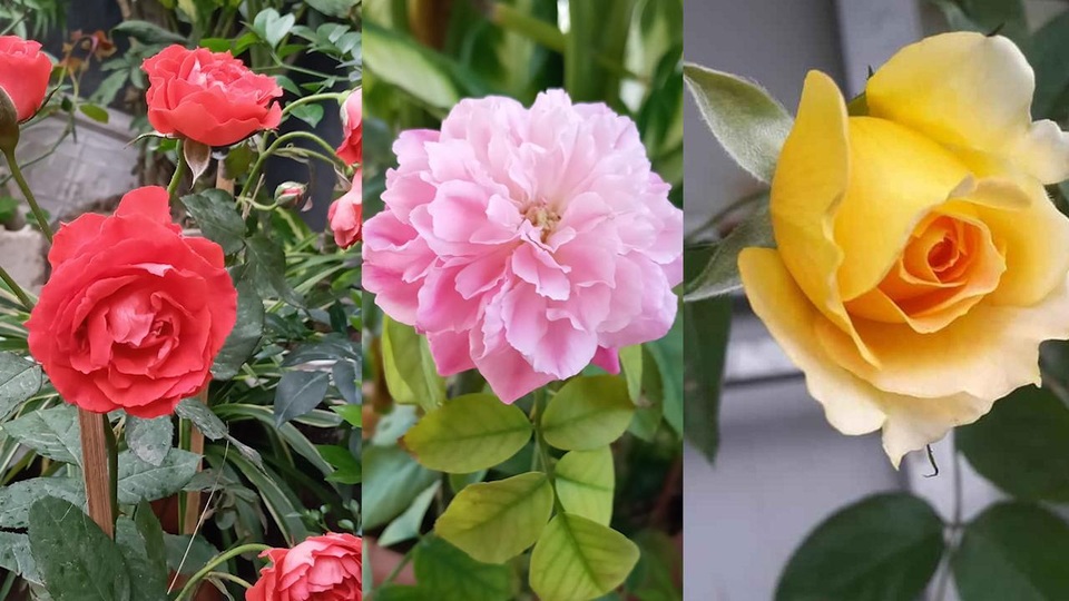 Quả trĩu cành, hoa bốn mùa trên sân thượng của người phụ nữ tại Hải Phòng - 9 Quả trĩu cành, hoa bốn mùa trên sân thượng của người phụ nữ tại Hải Phòng - 9