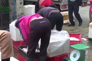 Hà Tĩnh: Ngư dân buồn vì “đặc sản mùa đông”  rớt giá thảm hại