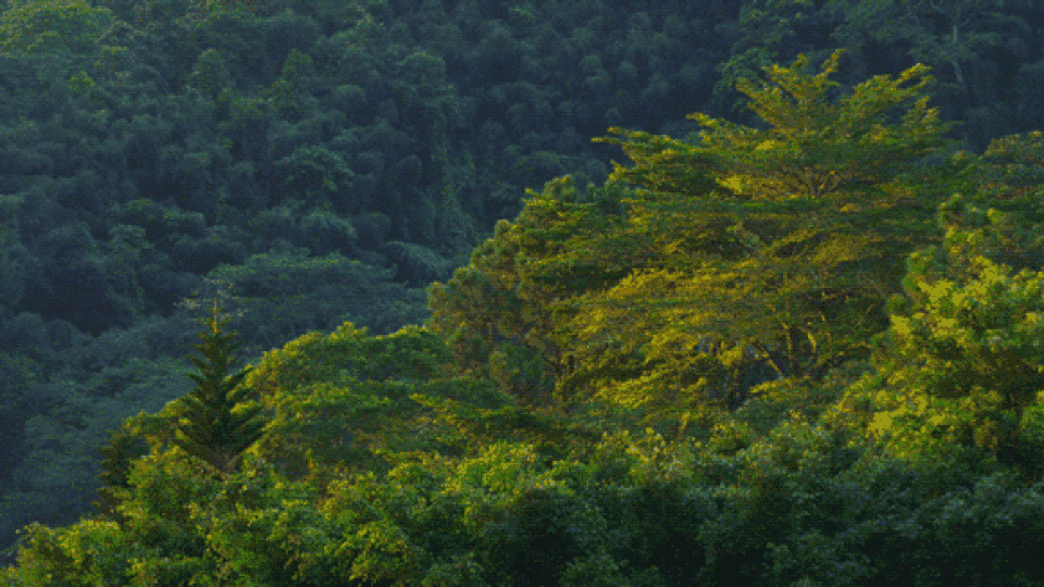 Người đàn ông mua quả đồi 12 nghìn m2 làm nhà để bảo vệ thiên nhiên - 6 Người đàn ông mua quả đồi 12 nghìn m2 làm nhà để bảo vệ thiên nhiên - 6